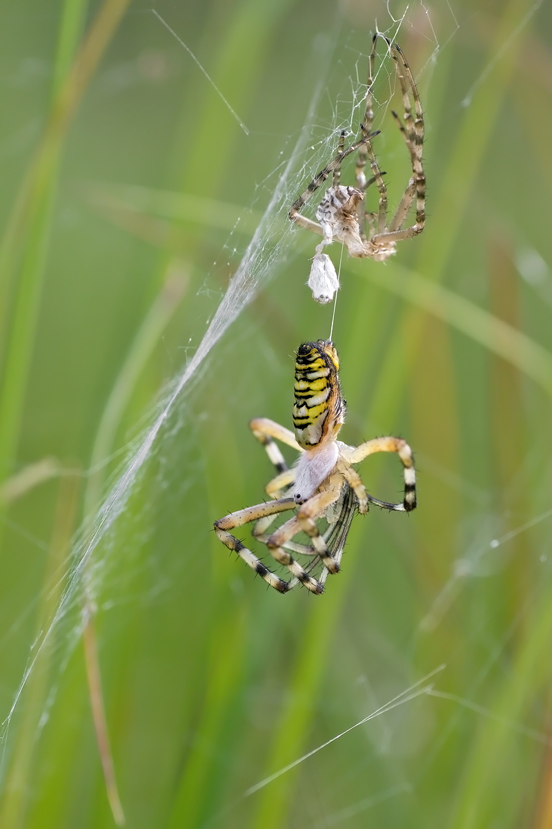 10.07.2012-moor 106.JPG