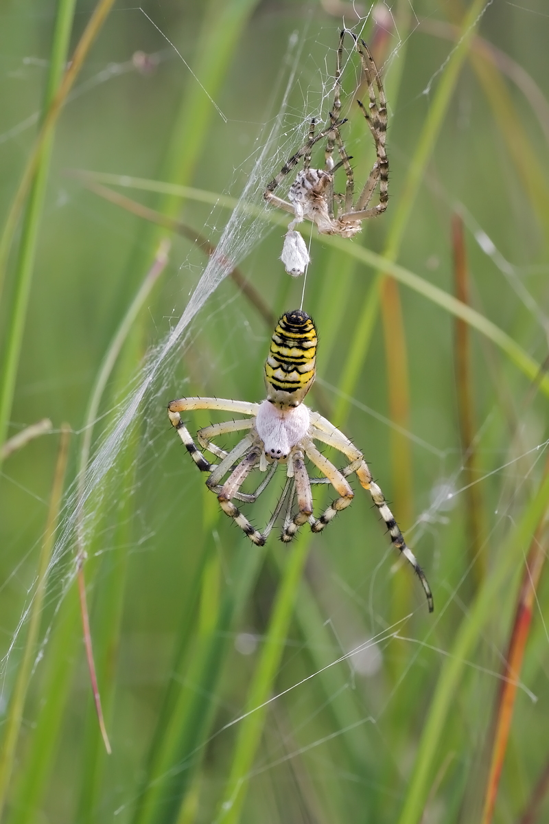 10.07.2012-moor 105.JPG