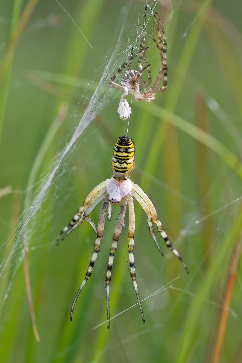 10.07.2012-moor 104.JPG