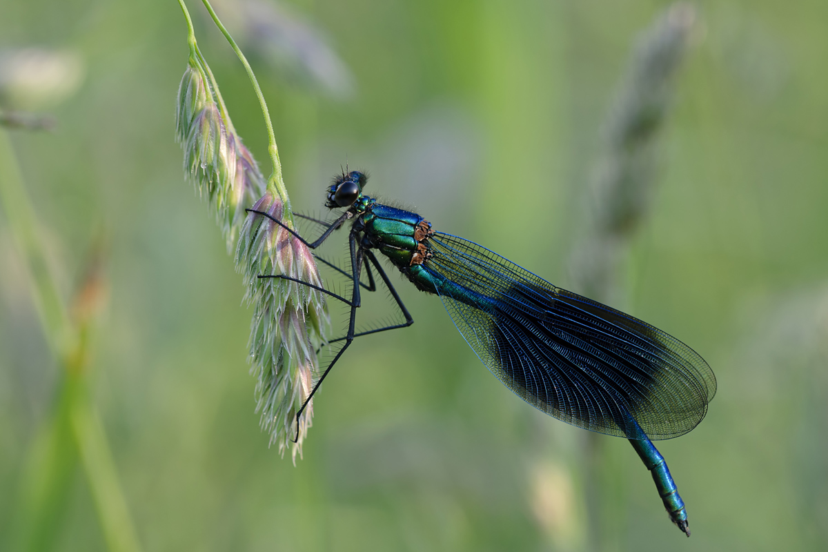 DSC_6371 f - Kopie.jpg