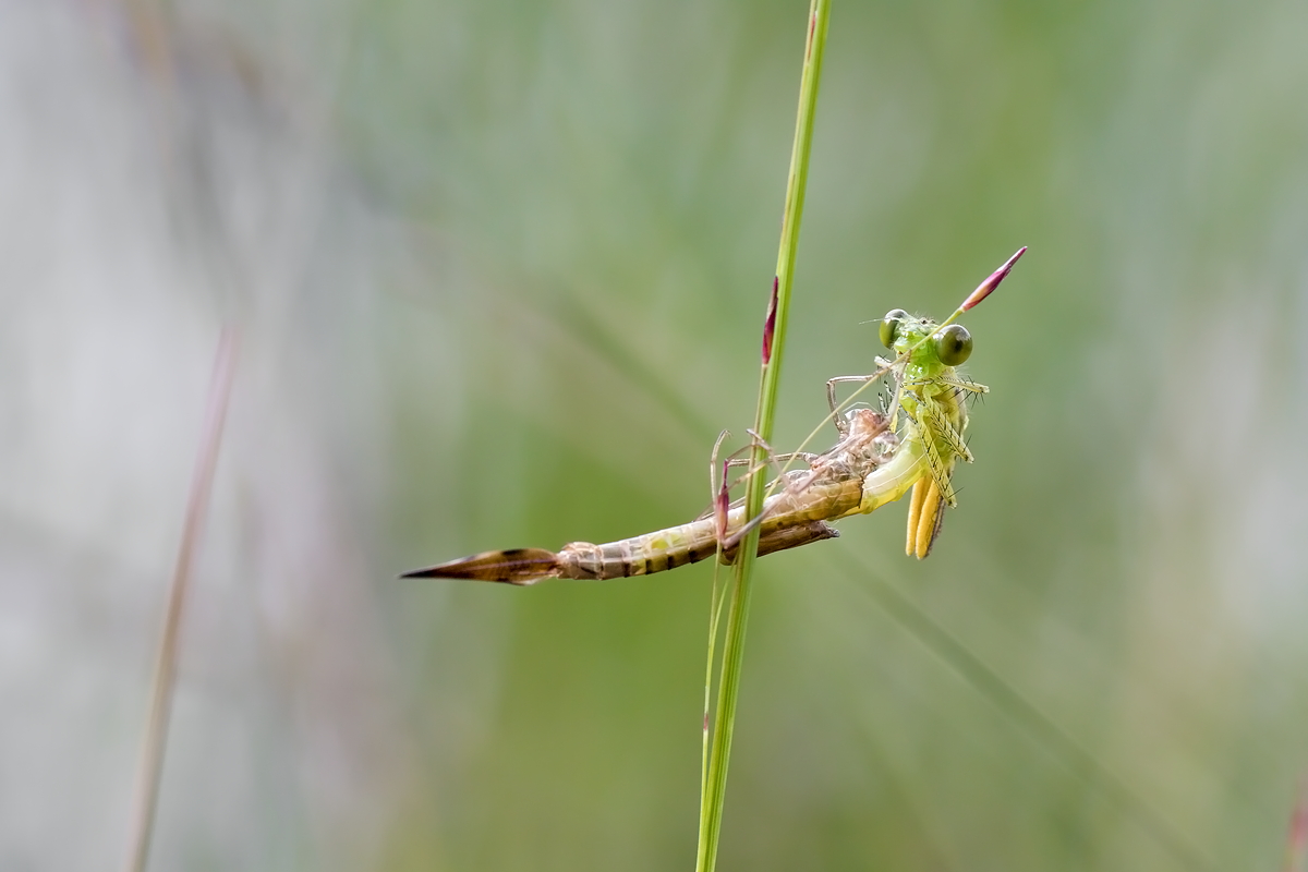 11.07.2012-moor 041.JPG