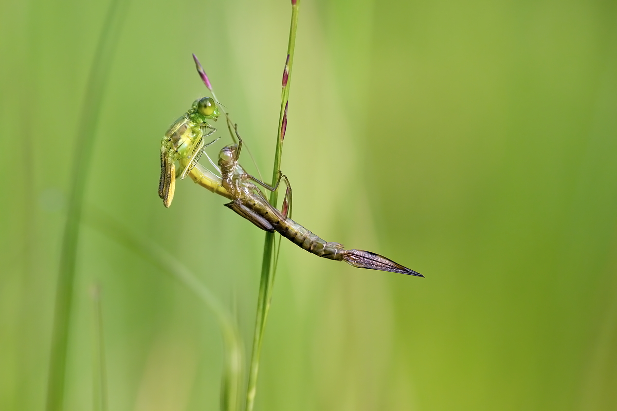 11.07.2012-moor 033.JPG