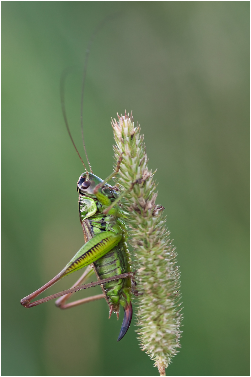 Heuschrecke-7490_webR.jpg