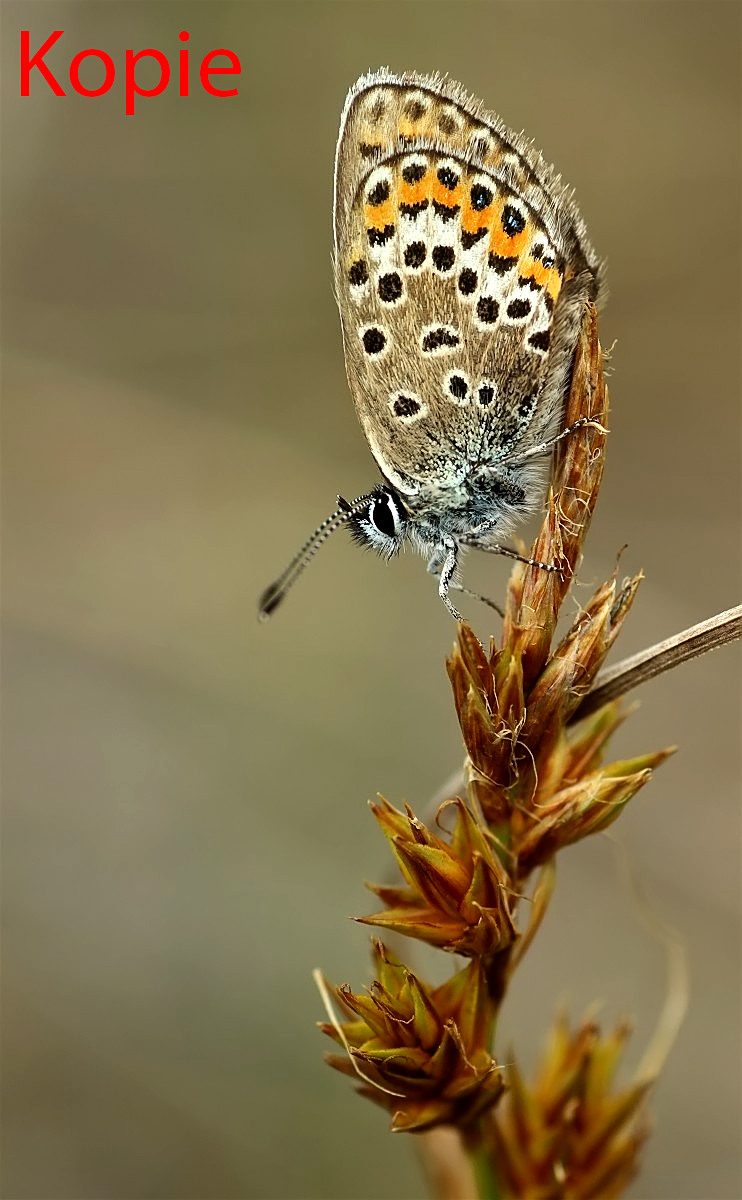 argus01makro_745 Kopie.jpg