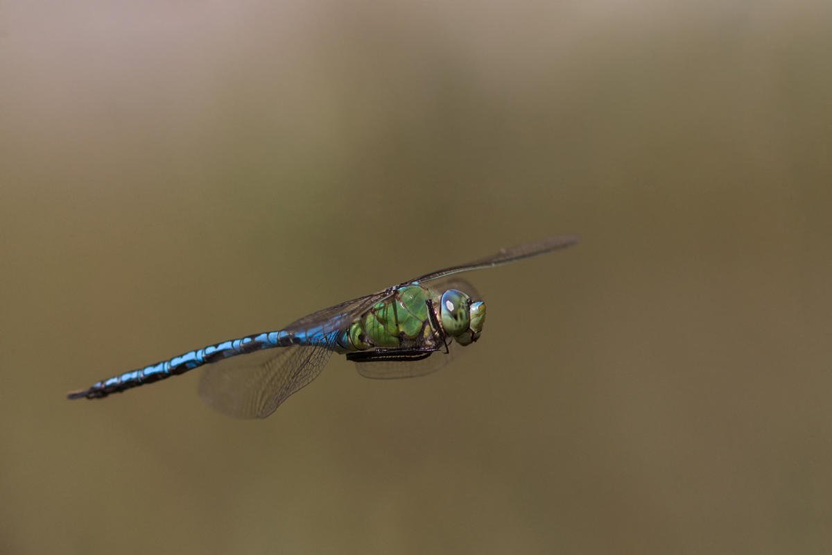 _MG_4560_Anax imperator.jpg