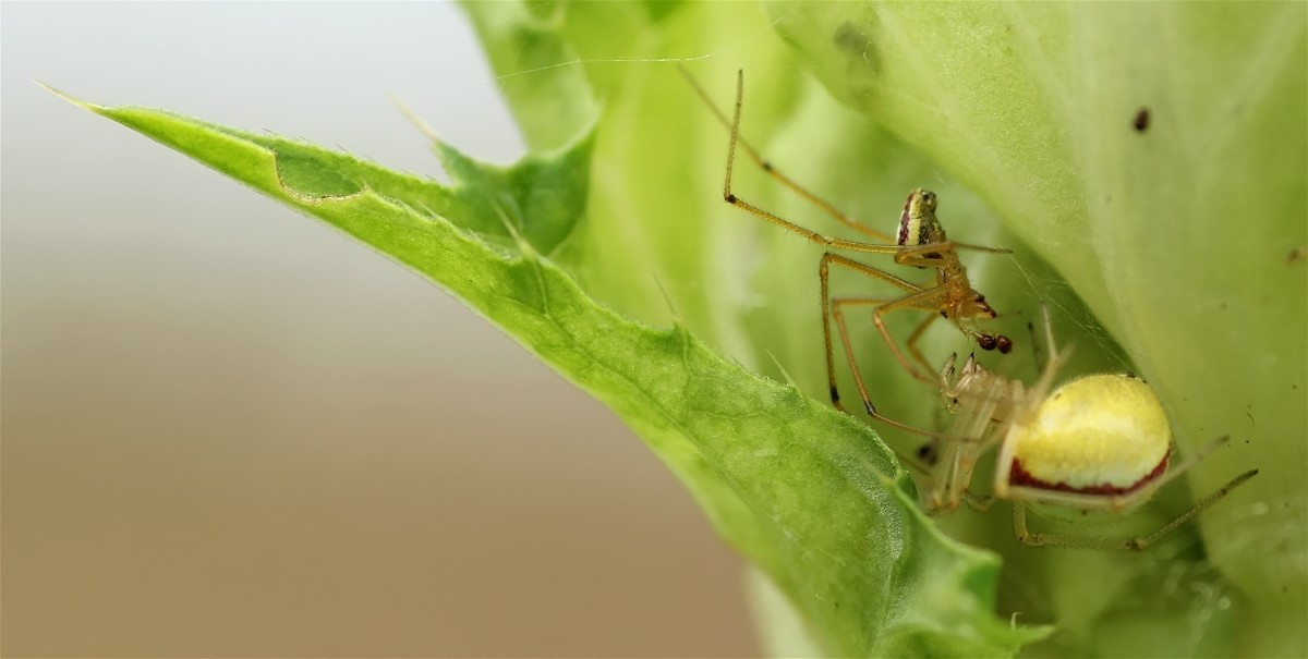 Enoplognatha ovata Paarung4.jpg
