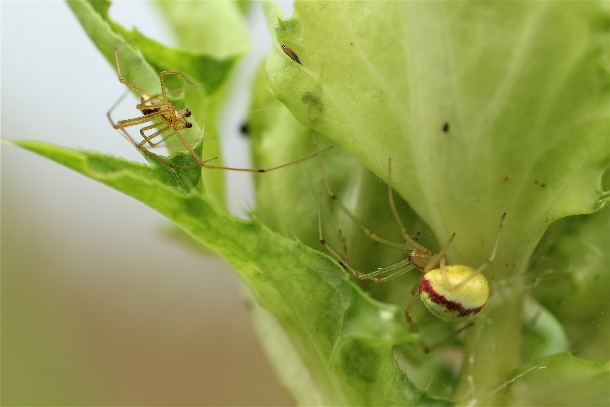 Enoplognatha ovata Paarung3.jpg