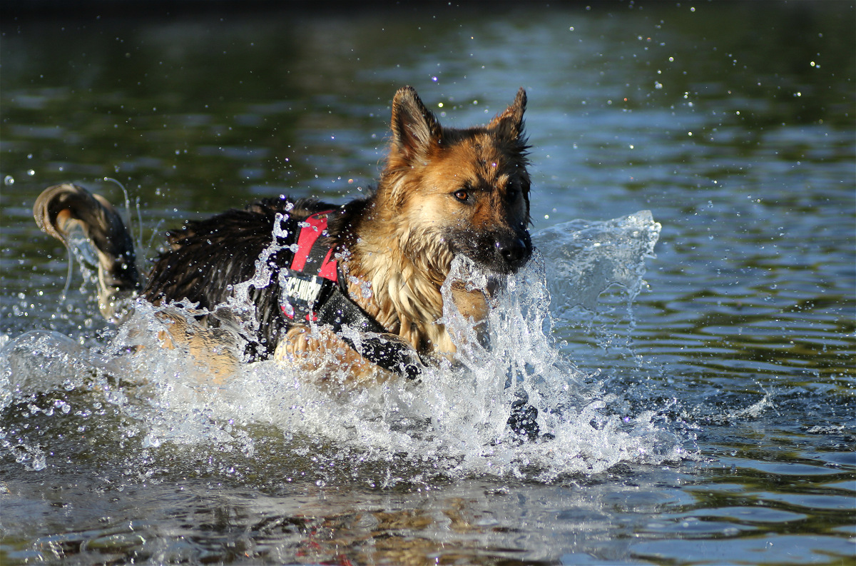 Seehund02makro.jpg