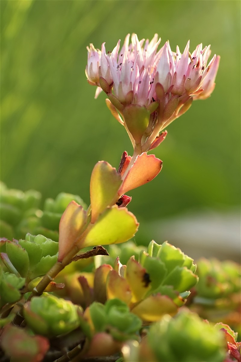 Sedum spurium Fetthenne02org.jpg