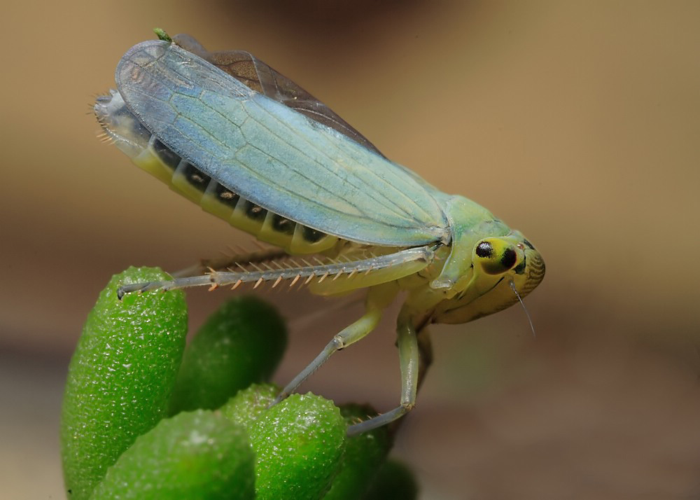 Cicadella viridis 2 web.jpg