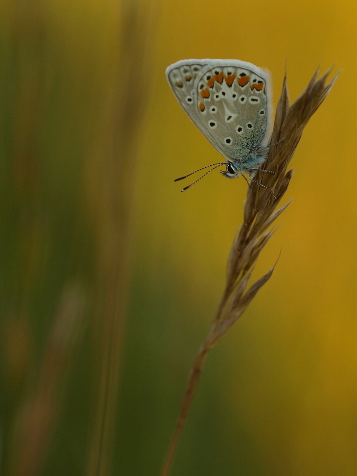Haui auf Buchenberg II_filtered.jpg