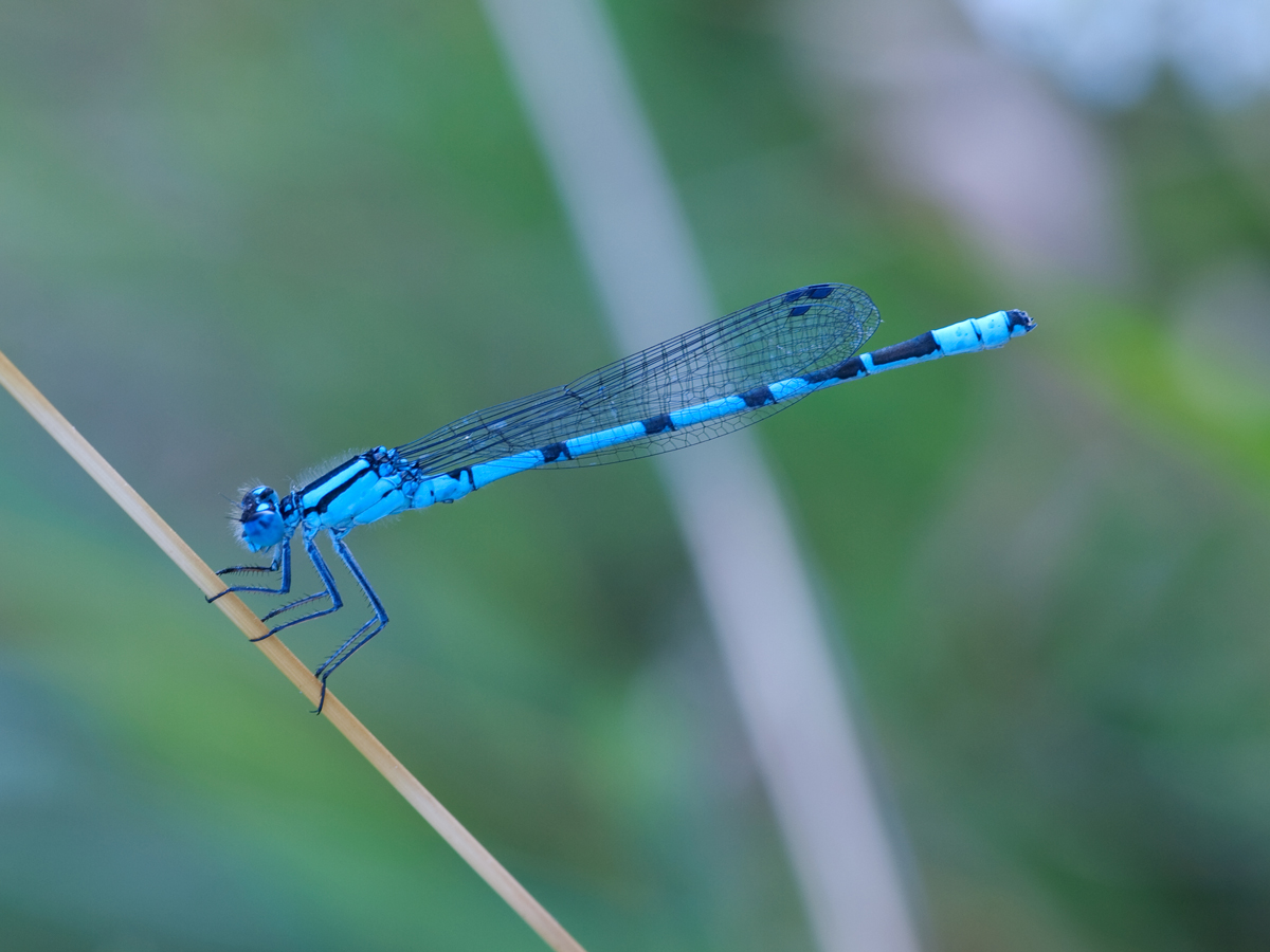 Azurjungfer.jpg