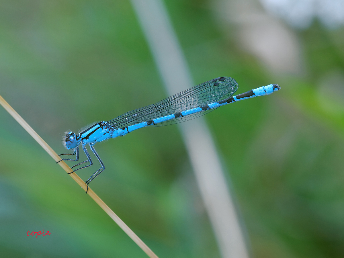azurjungfer_132_1 Kopie.jpg
