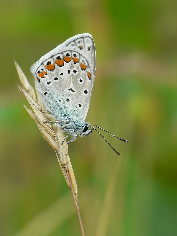bläuling.jpg