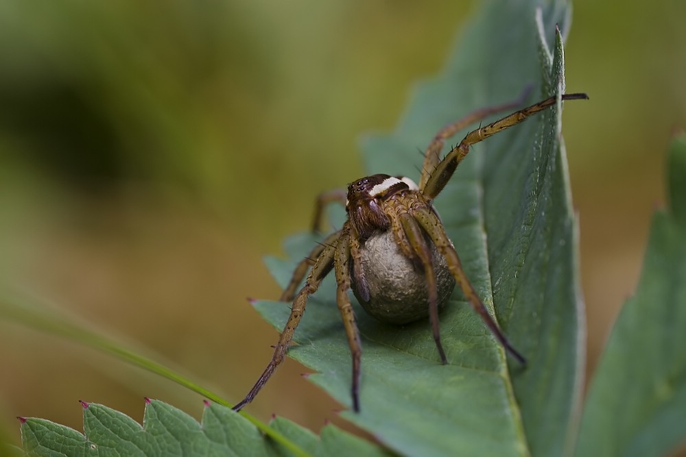 Dolomedes Kokon web.jpg