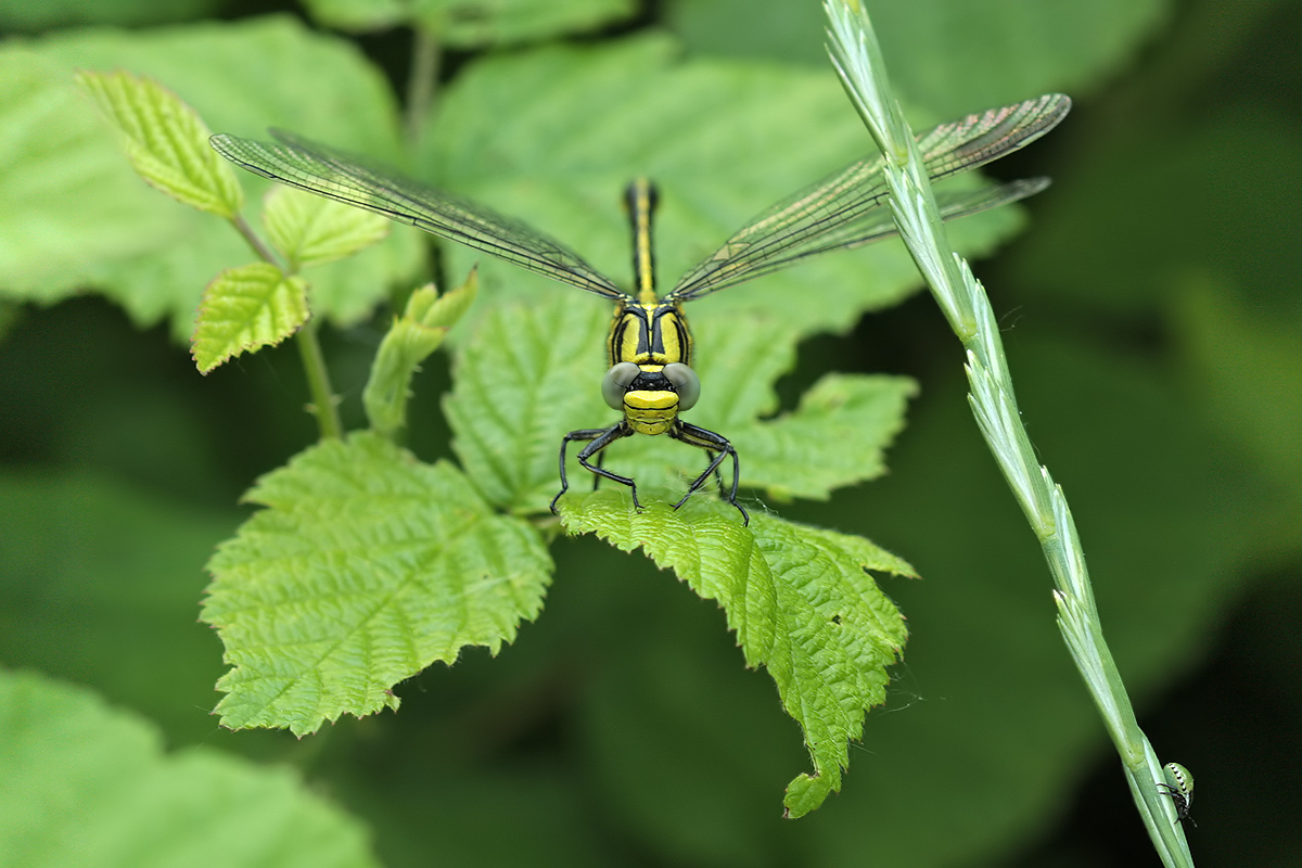 Gomphus simillimus_m_frontal_IMG_9300a.jpg