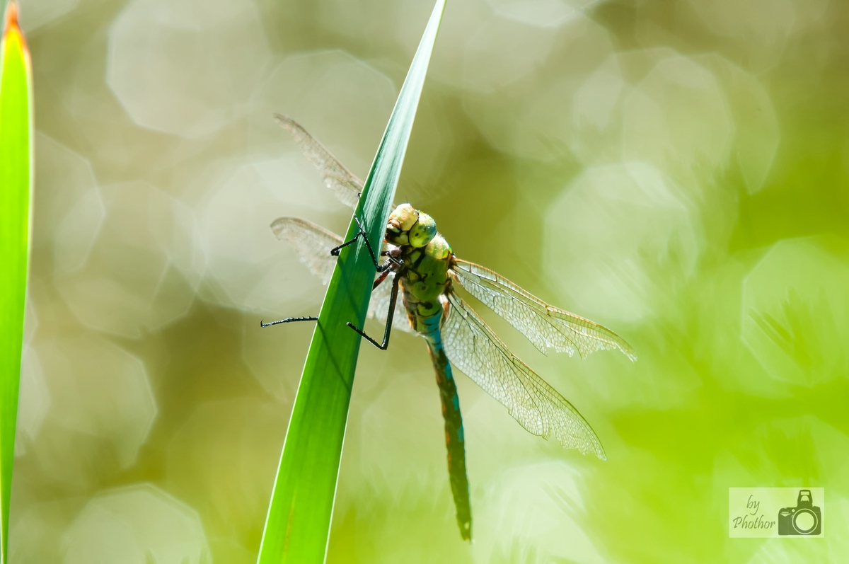 compressedDSC_0417-Bearbeitet.jpg
