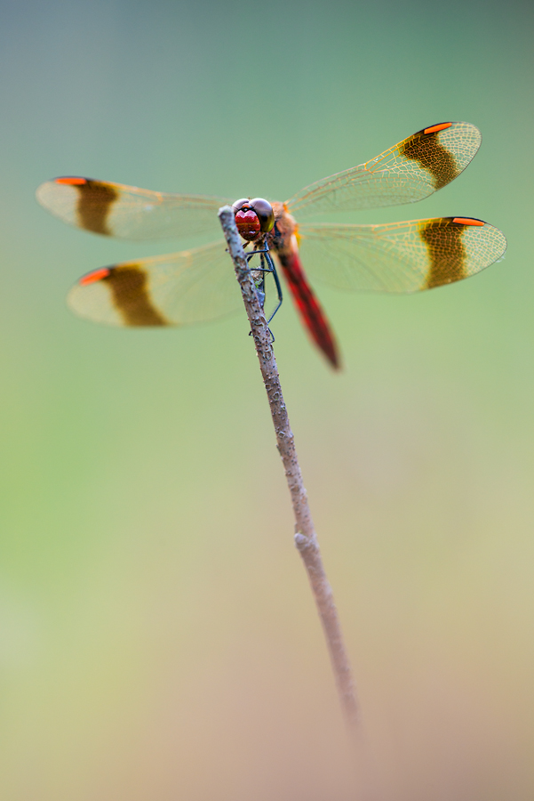 sympetrum_pedemontanum.jpg