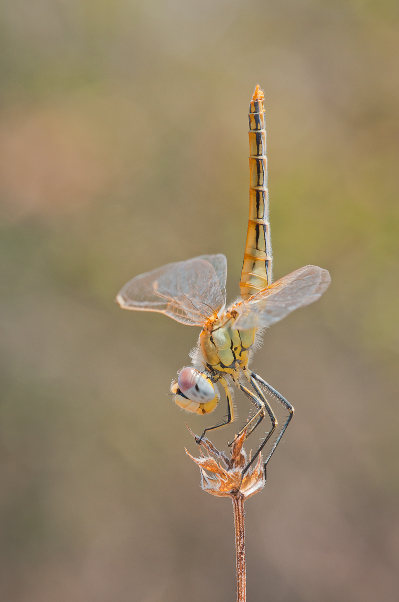 frühe Heidelibelle  Elba-4077.jpg