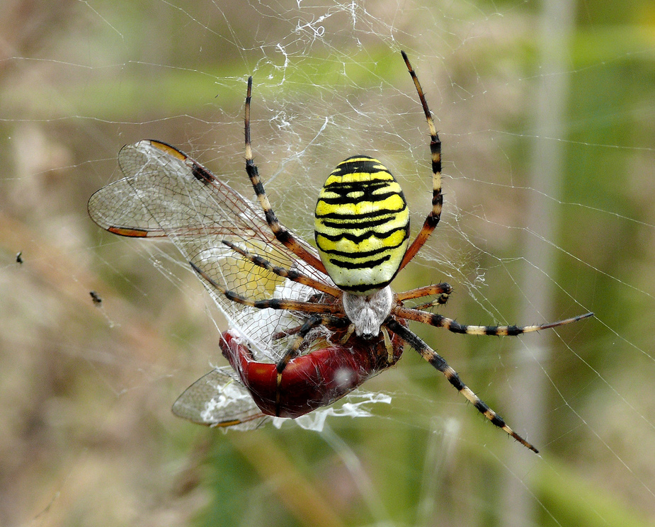 _bruennichi_wespenspinne__9__passig_gemacht.jpg