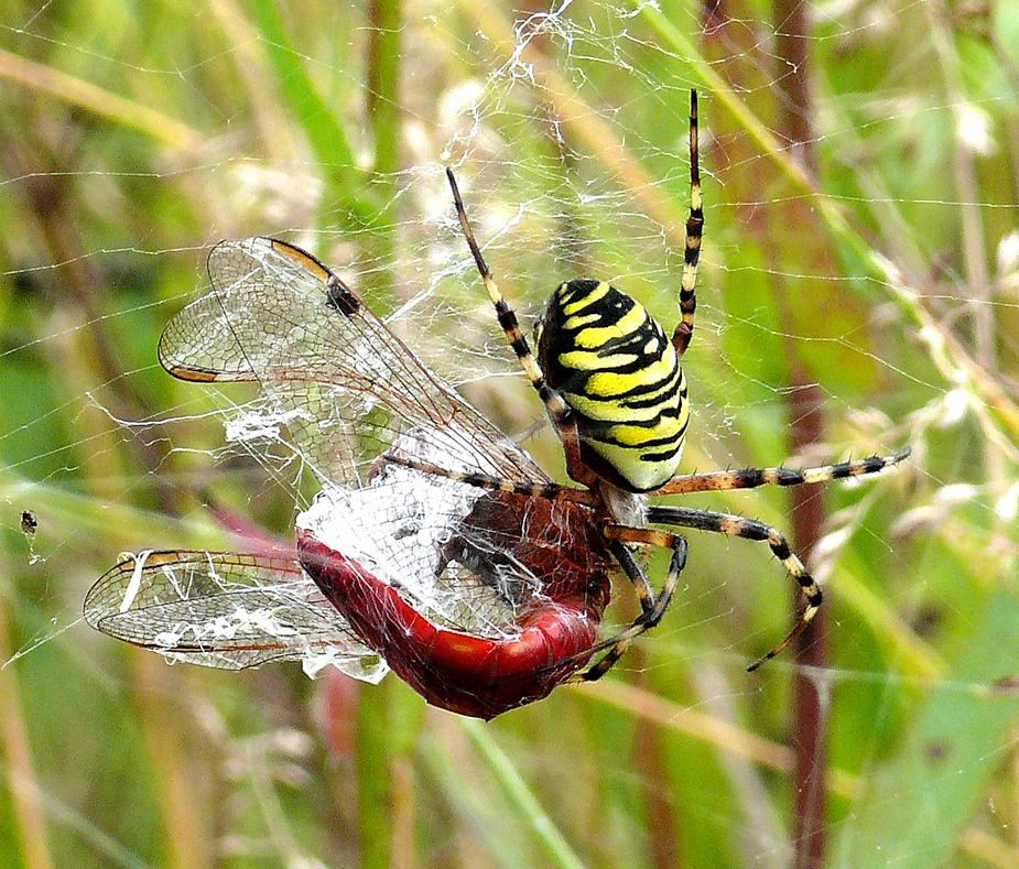 _bruennichi_wespenspinne__2__passig_gemacht.jpg