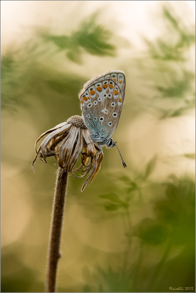 DSC_0975-Hauhechel Bläuling-105-f9_1I8s_100.jpg
