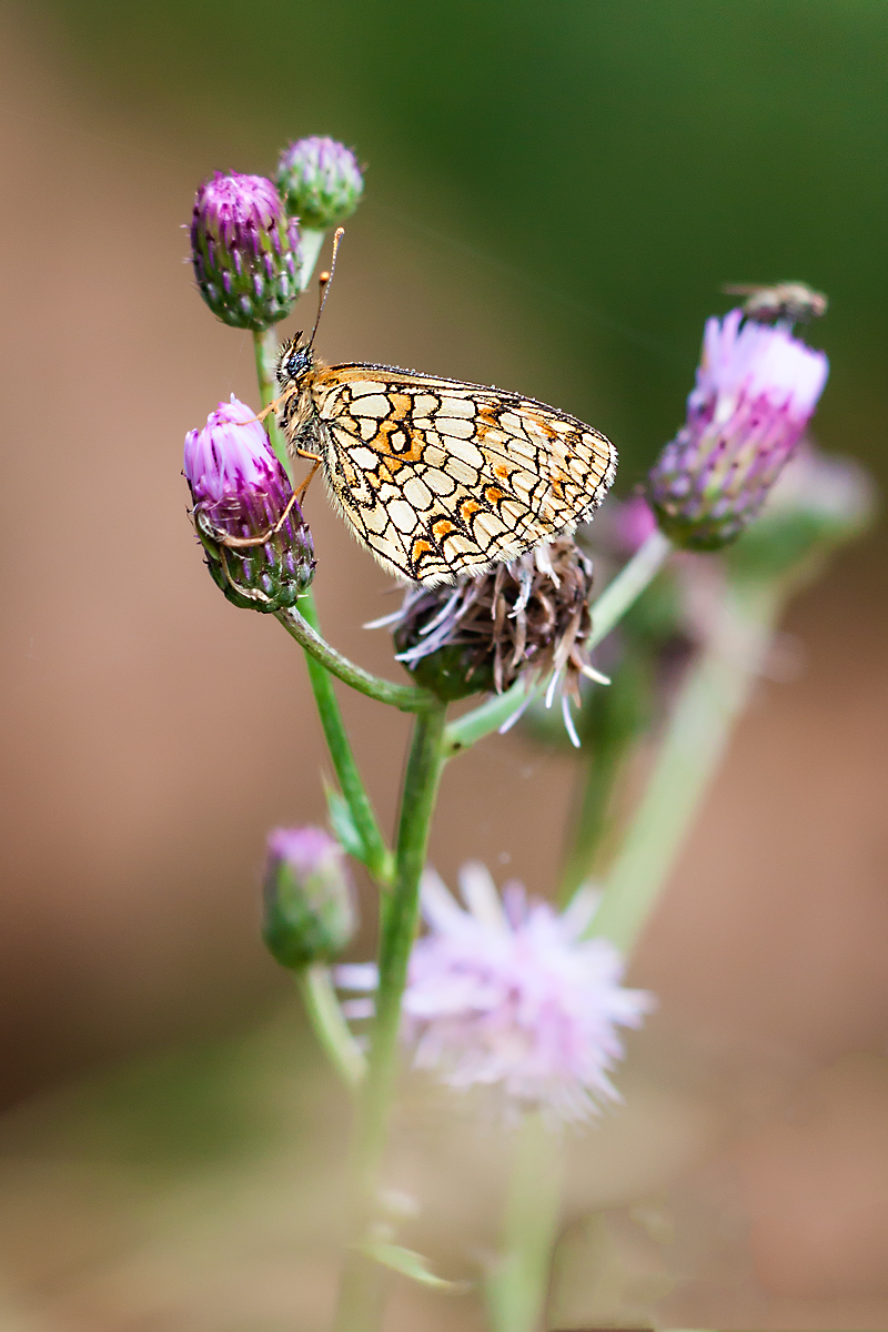 Scheckenfalter-auf-Distel-2.jpg