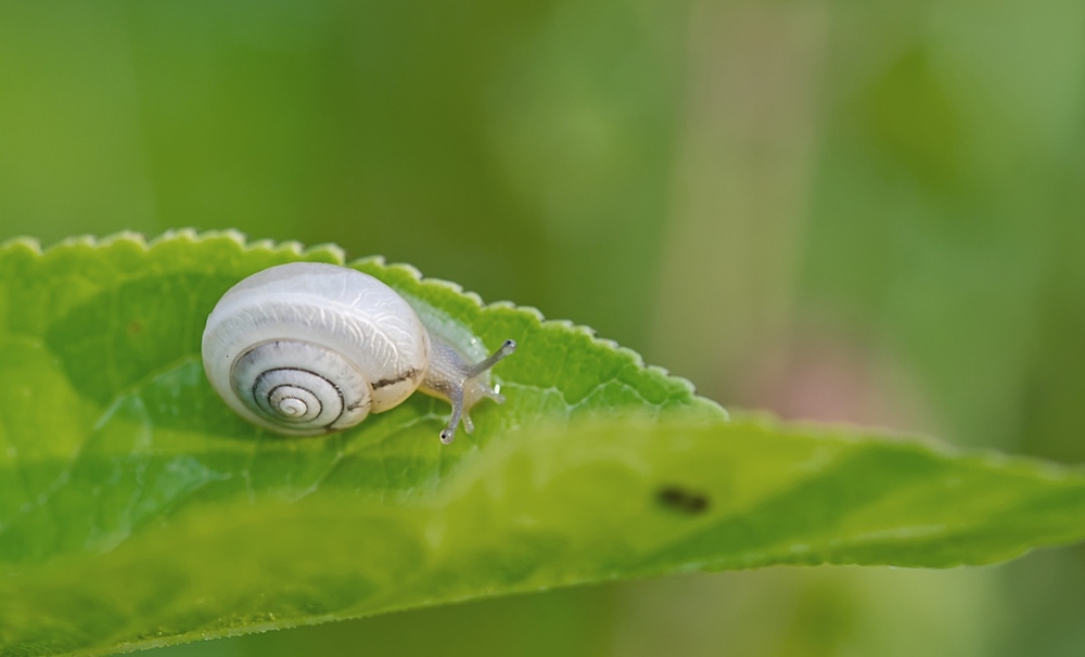 Schnecken Halfpipe.jpg