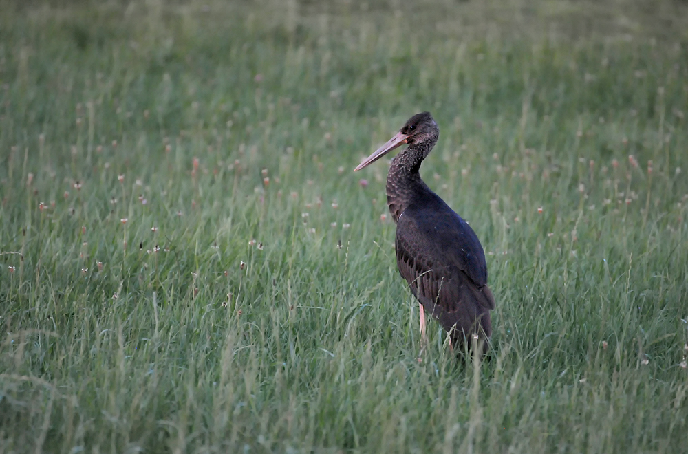 SchwarzstorchJungvogel.jpg