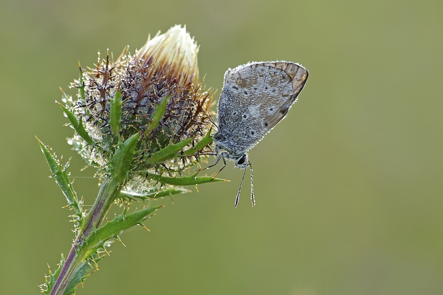 comp_Goldiges Erwachen.jpg