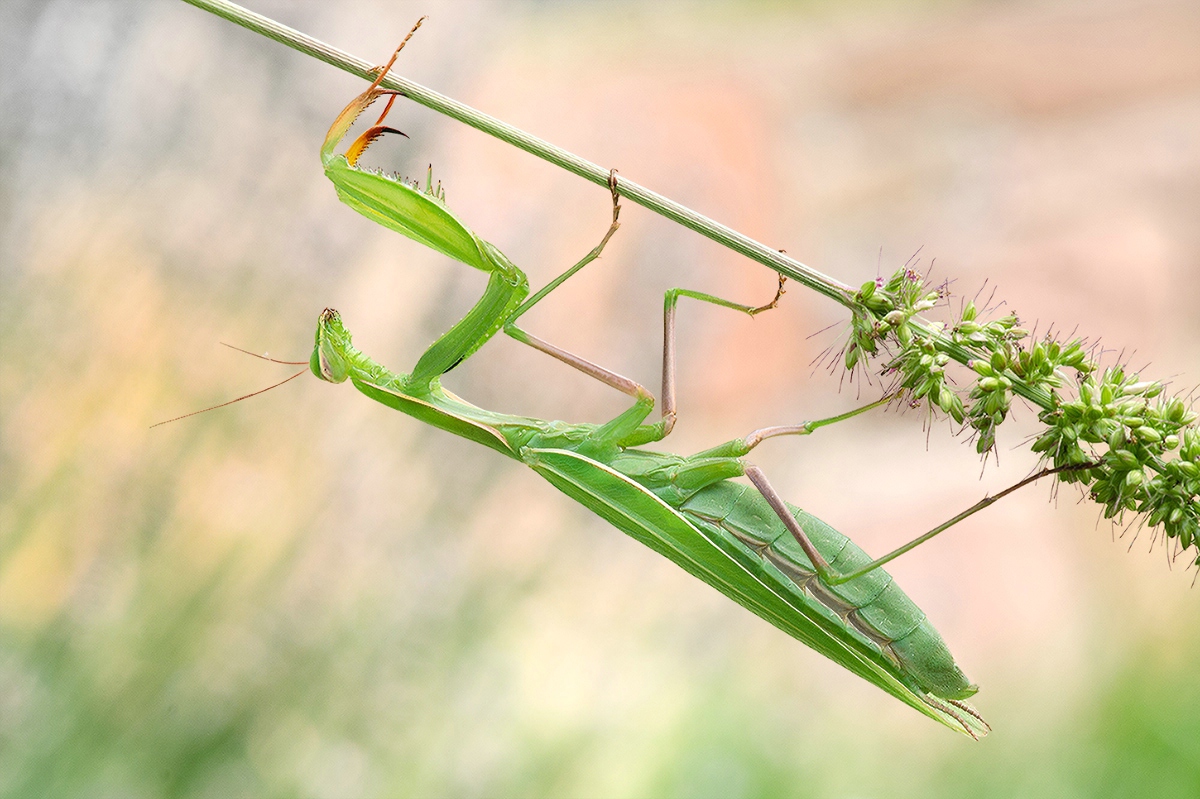 mantis_religiosa.jpg