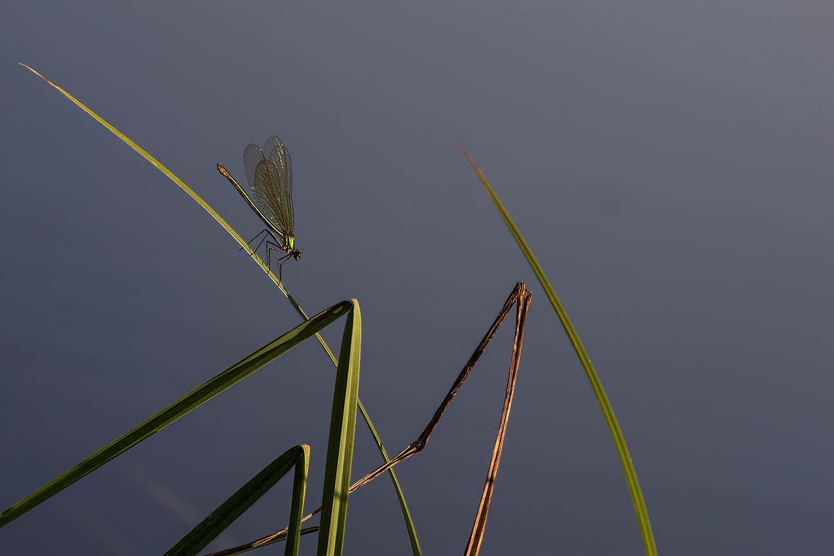 compLibelle Pracht-26.7.2012MönchaltorfDSC_2084 85%.jpg