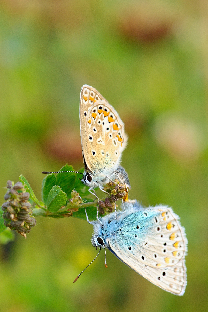 Bläulingspaarung.jpg
