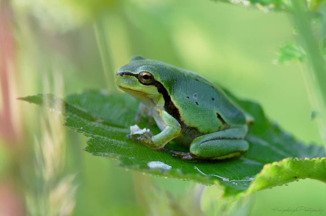 Laubfrosch-90-2012-sig.jpg