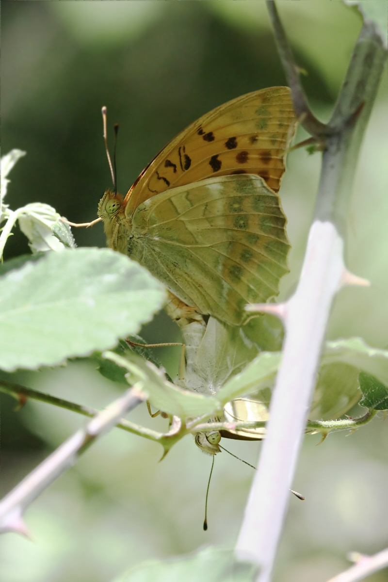 Kaisermantel Bild 3.jpeg