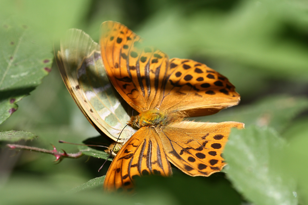 Unter dem Mantel.jpeg