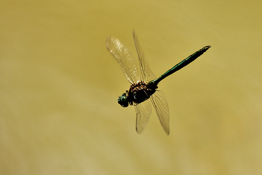 a120628Somatoclora metallica.jpg