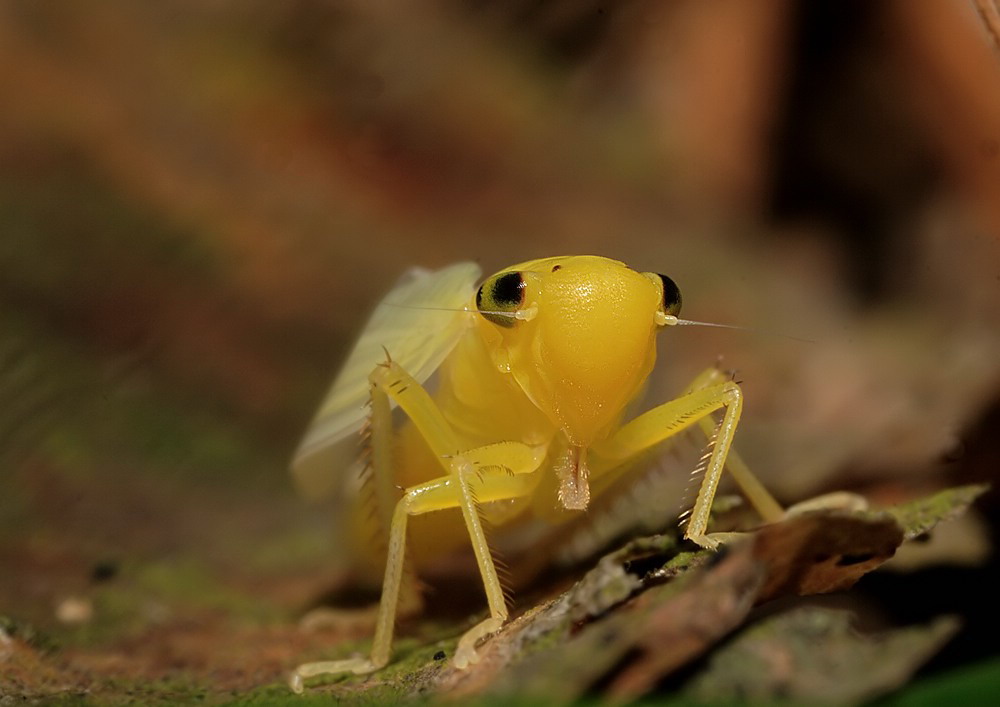 Cicadella web 8839.jpg
