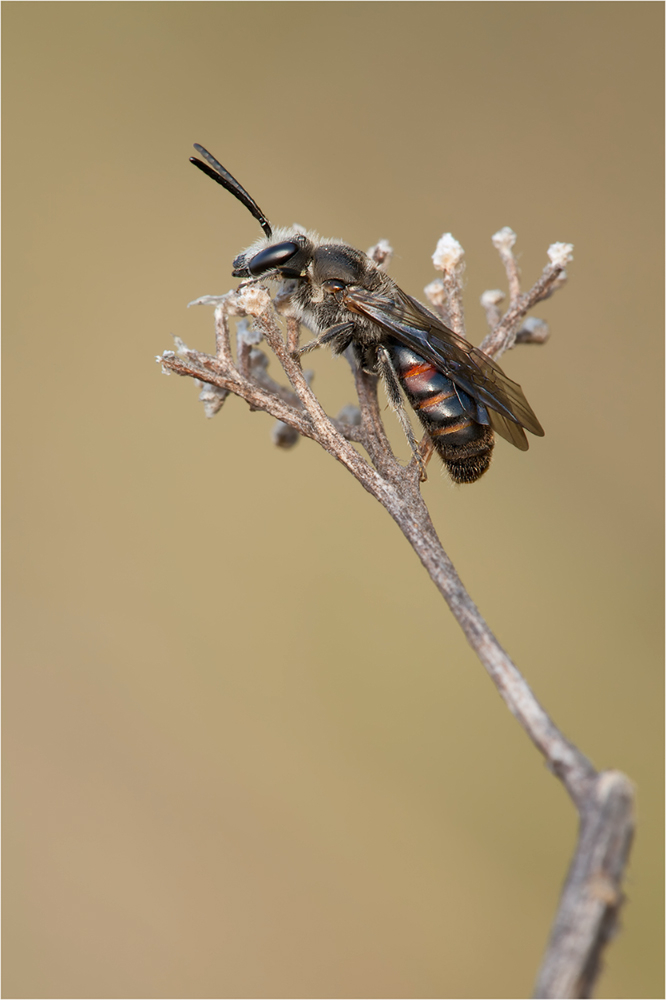 Wildbiene.jpg