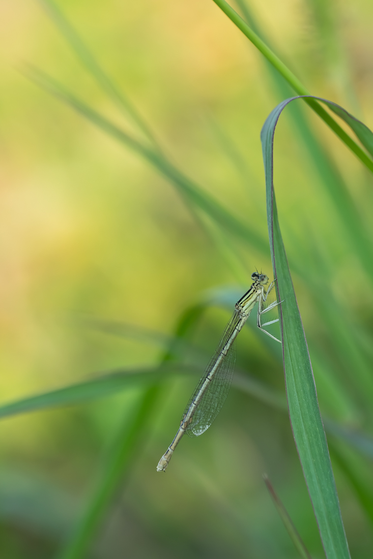 Libelle-1.jpg