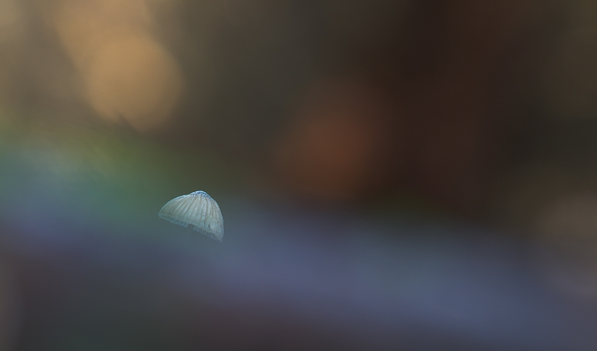 9566.a.jpeg-1.jpg
