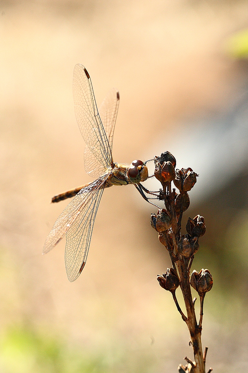 comp_1IMG_7872s.jpg