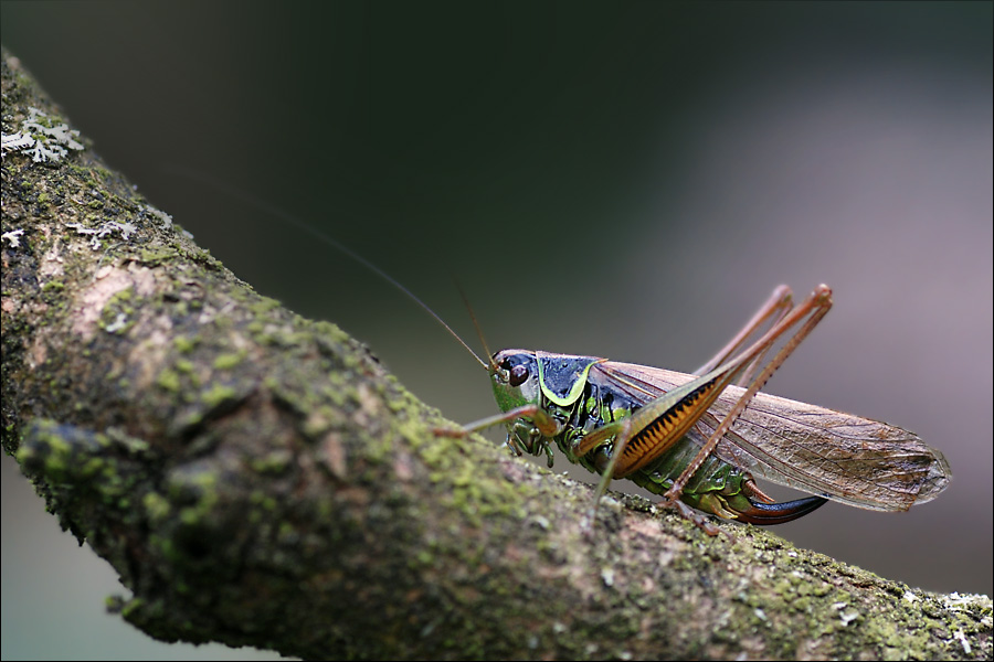 heuschrecke.jpg