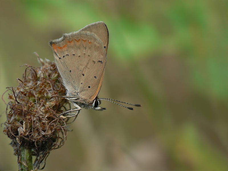 kleiner feuerfalter.jpg