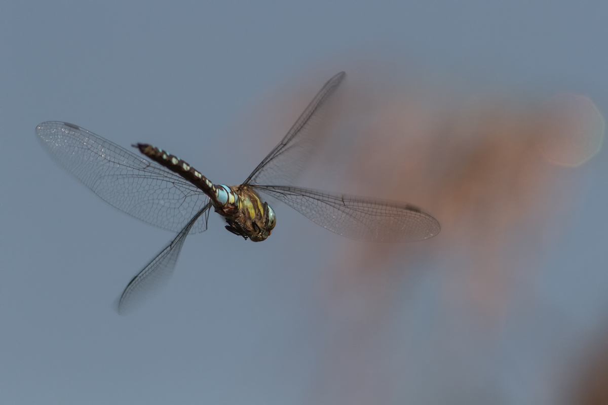 _MG_7546_Aeshna mixta.jpg