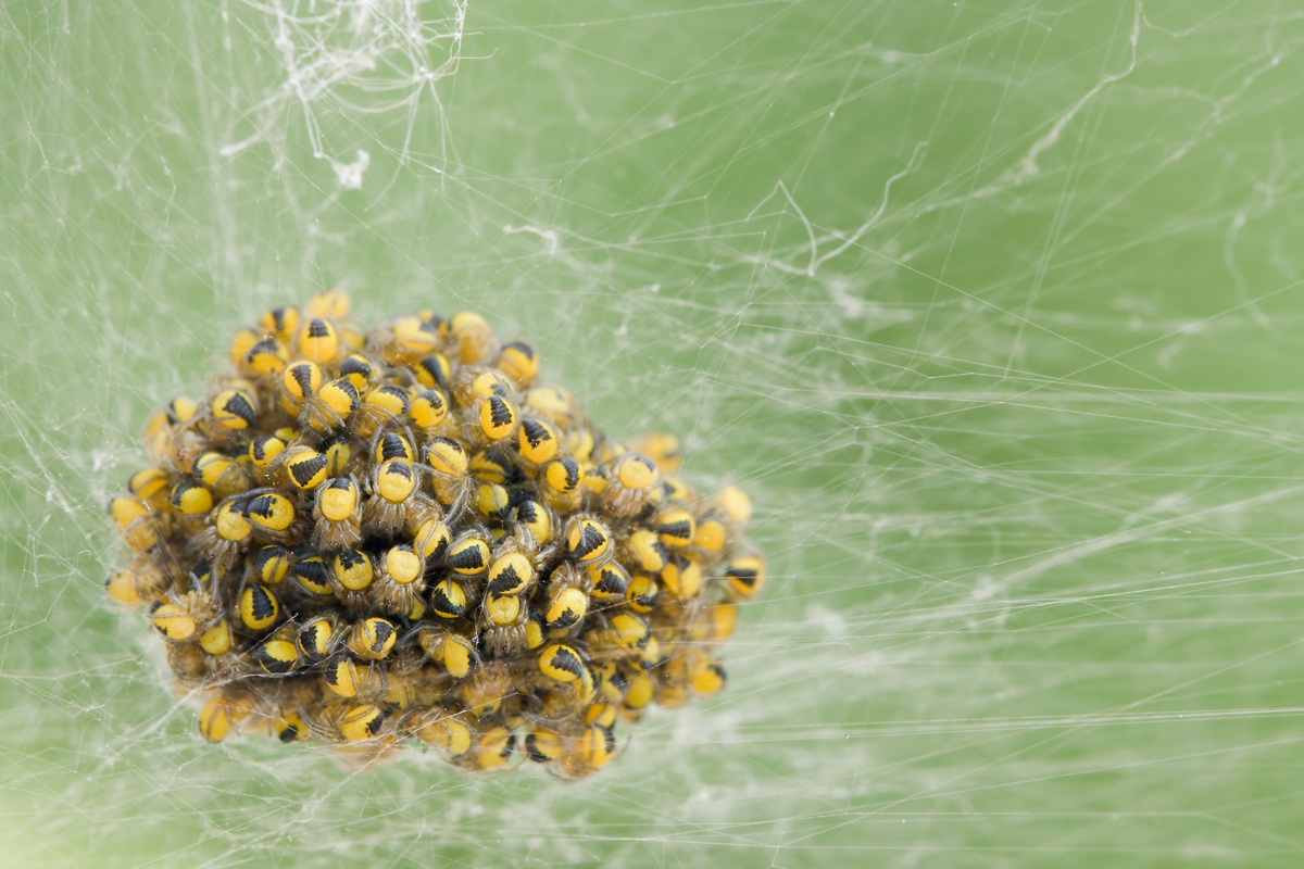 IMG_5910-kreuzspinnenspiderlinge.jpg