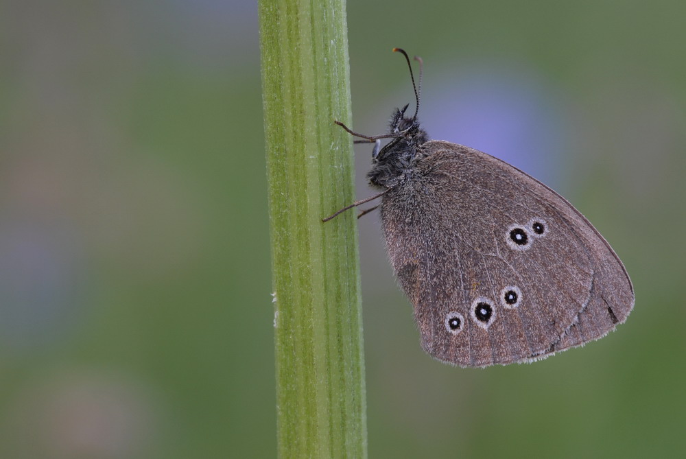 schmetterling kompr.jpg