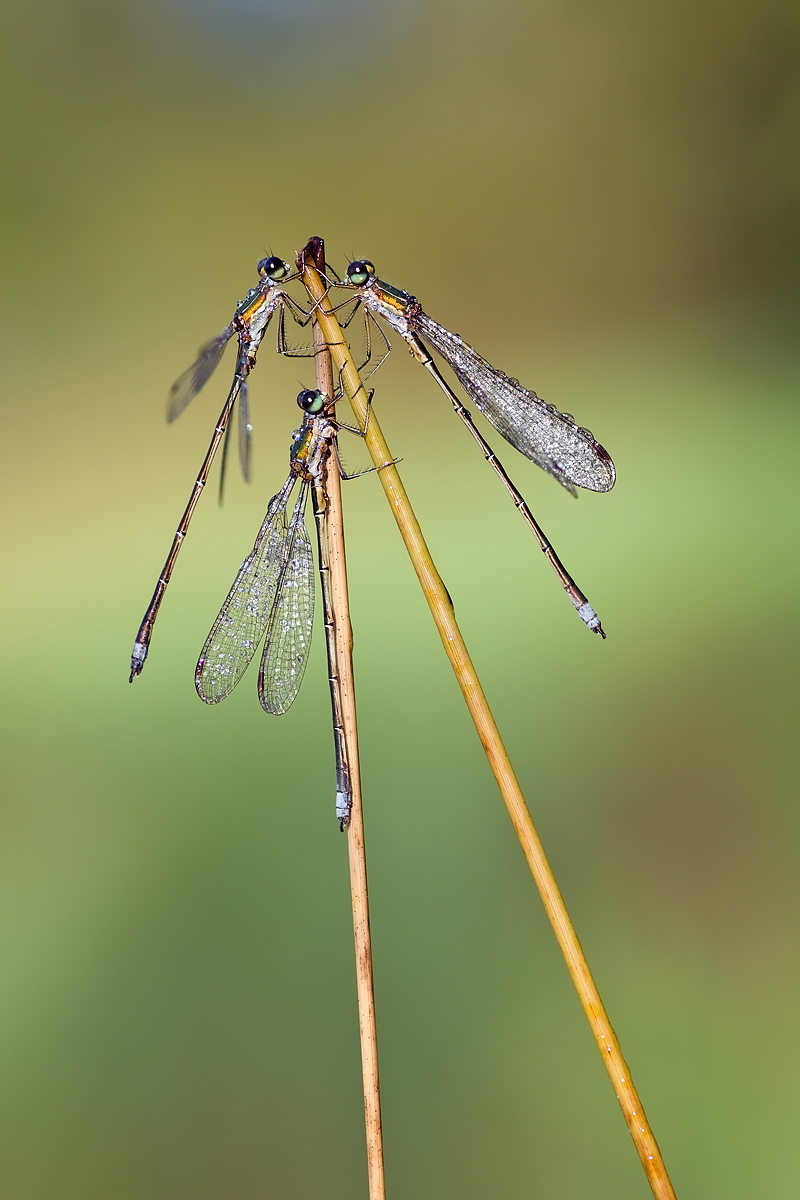 03.10.2012-moor 019.JPG