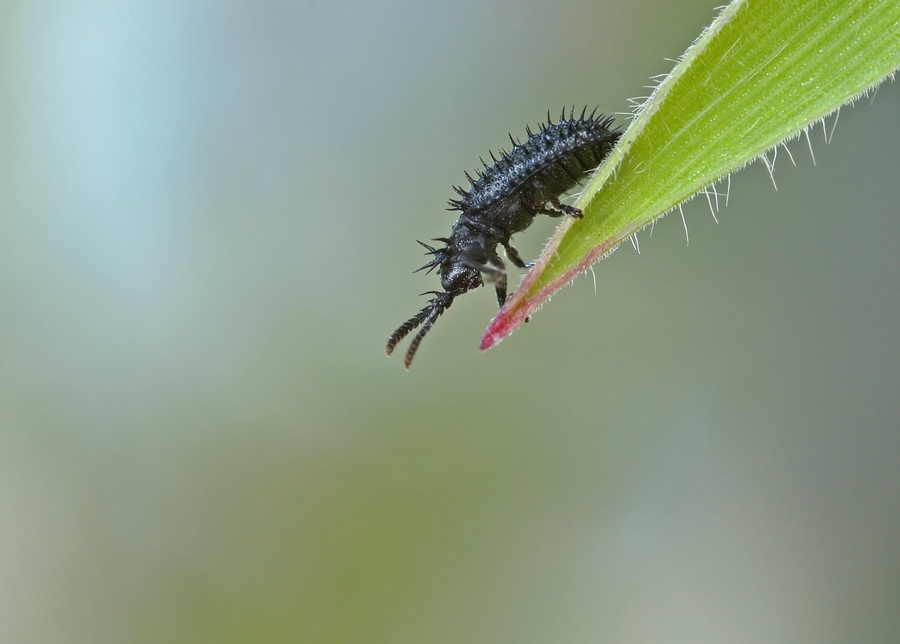 P7106519aa_Hispa atra schwarzer Stachelkäfer.jpg