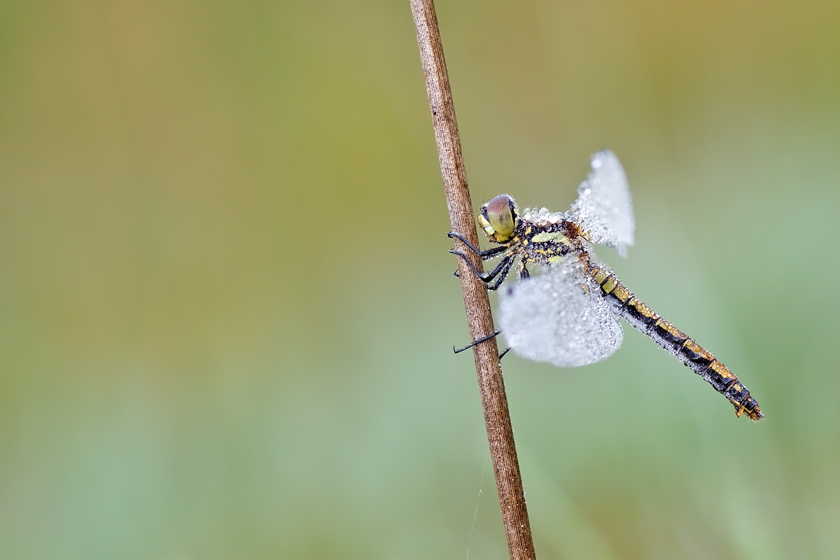 08.09.2012-moor 024.JPG